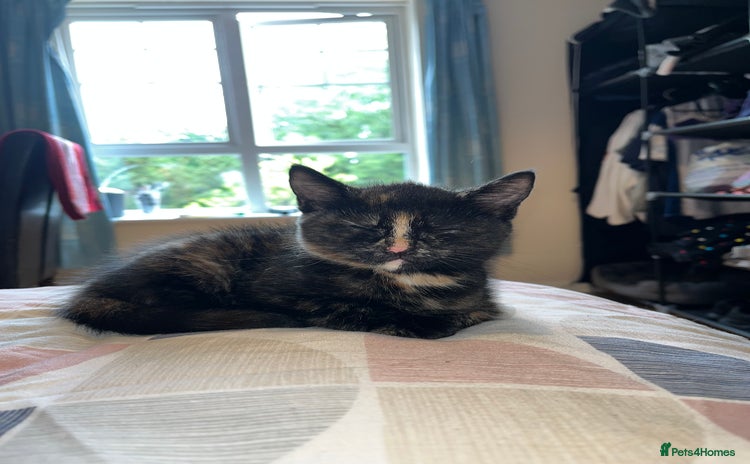 Mixed Breed cats - Advert 4