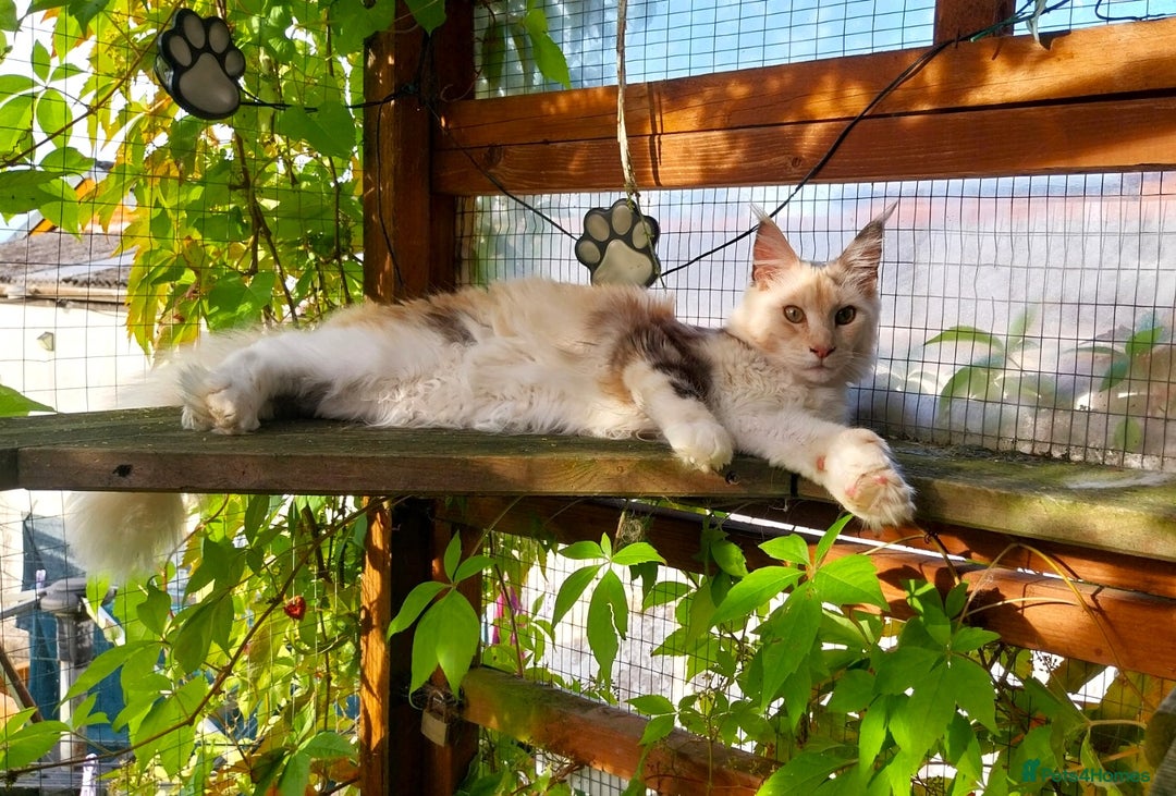 Maine Coon cats for sale: Stunning Tortie Maine Coon Kitten POLYDACTYL Girl. - Image 5