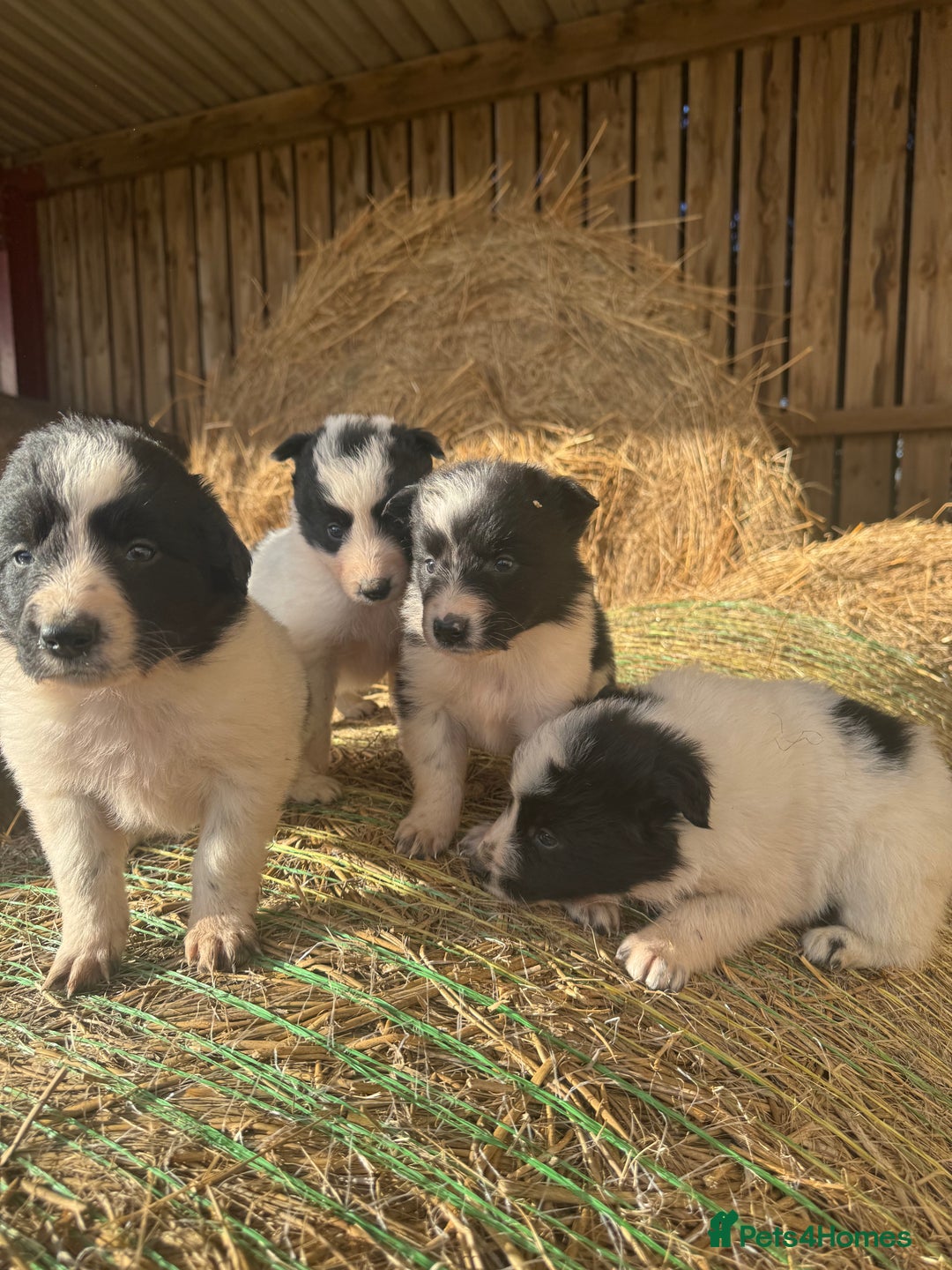 Border Collie dogs for sale: Very cute Border Collie Pups From Working Dogs - Advert 21