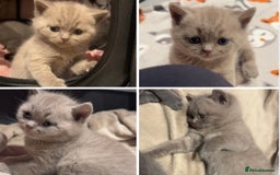 British Shorthair cats for sale: Beautiful Fluffy British Shorthair Kittens  - Image 5