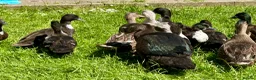 Ducks poultry for sale: Pairs of Call Ducks in Stirling - Advert 2