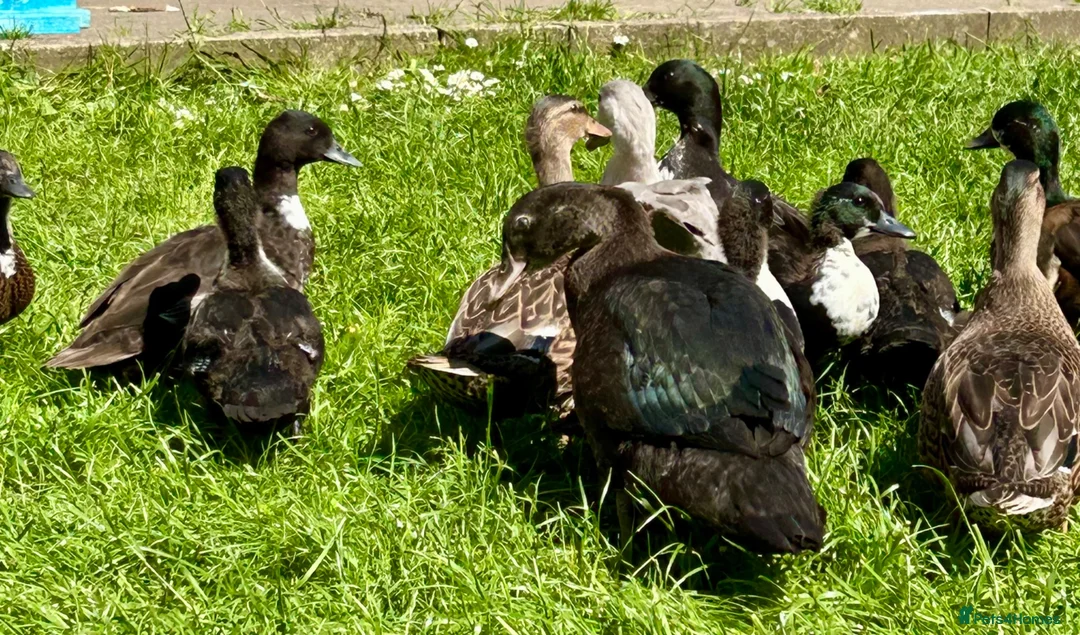 Ducks poultry for sale: Pairs of Call Ducks in Stirling - Advert 2