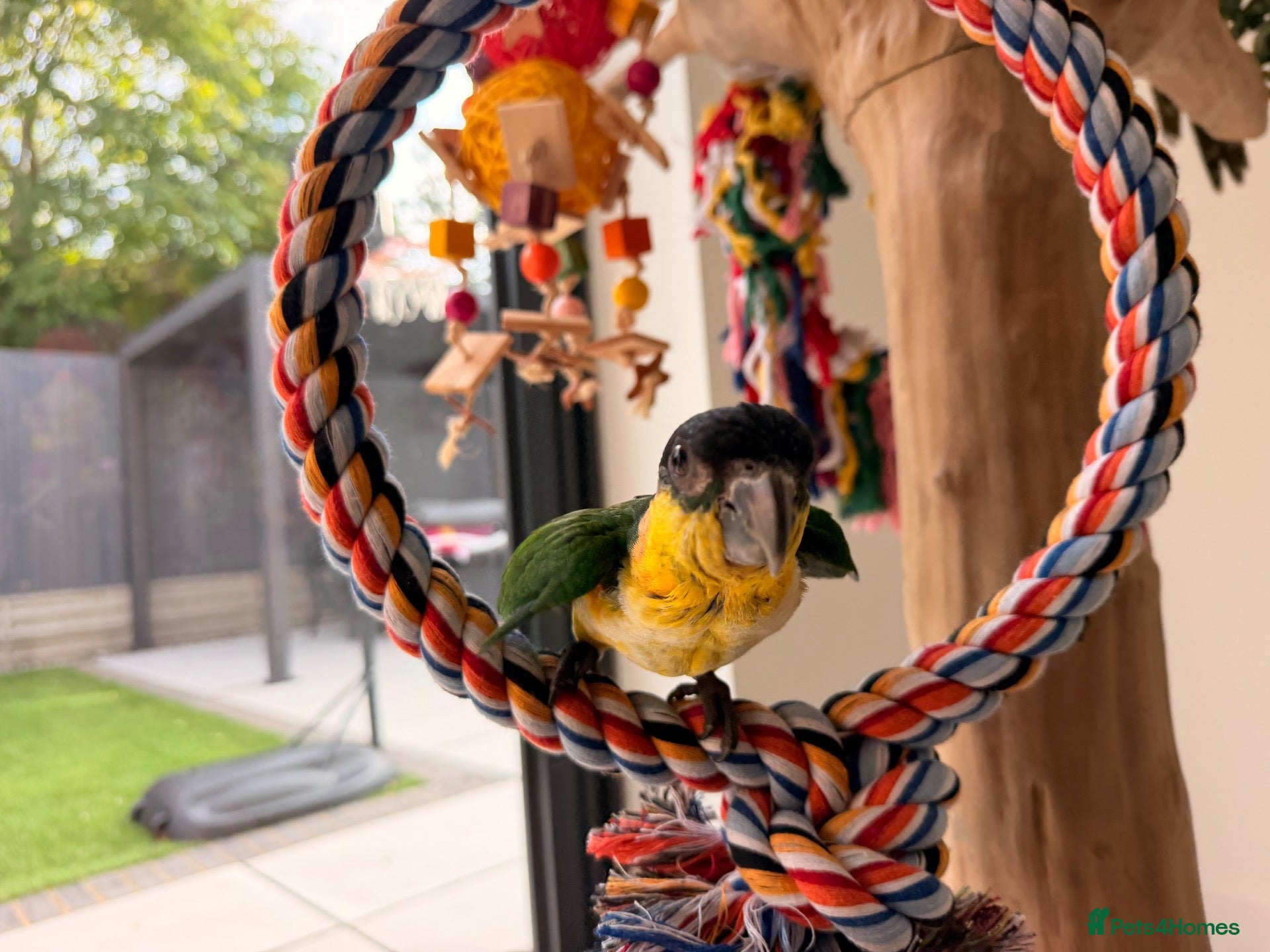 Parrots birds Silly Tame Pallid Black Headed Caique - Advert 13