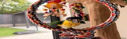 Parrots birds for sale: Silly Tame Pallid Black Headed Caique READY NOW - Advert 2