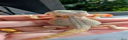 Bearded Dragon reptiles for sale: Hand tame in Pontypool - Advert 15