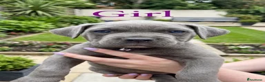 Cane Corso Girl 2