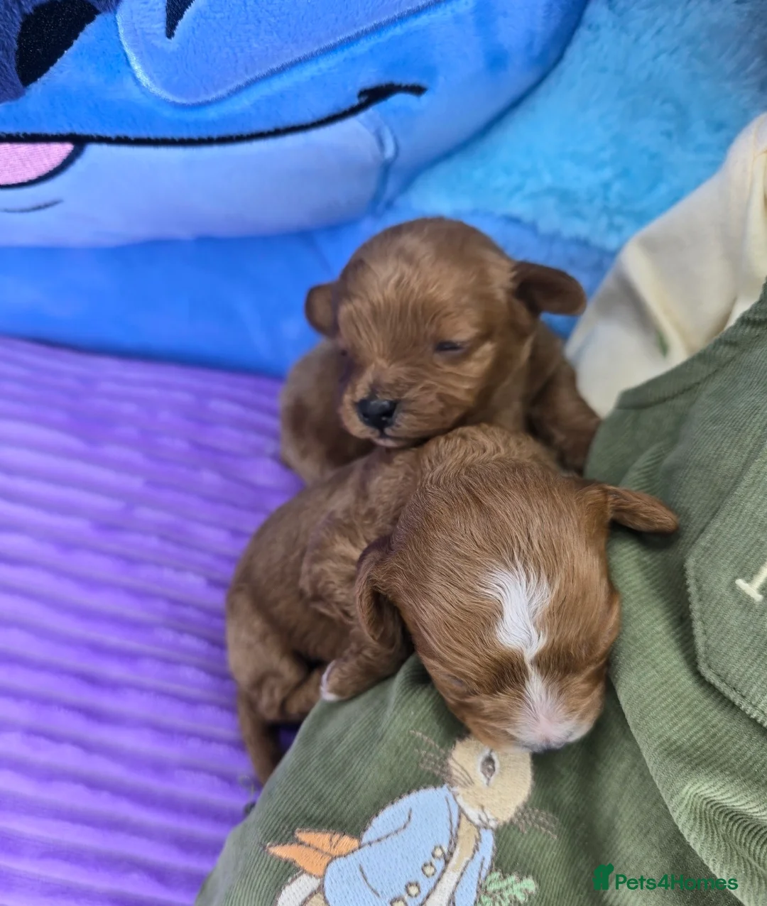 Cavapoo dogs for sale: 🩷🩵SMALL TOY🐶CAVAPOO PUPS🐶HEALTH DNA TESTED🩵🩷 - Advert 14