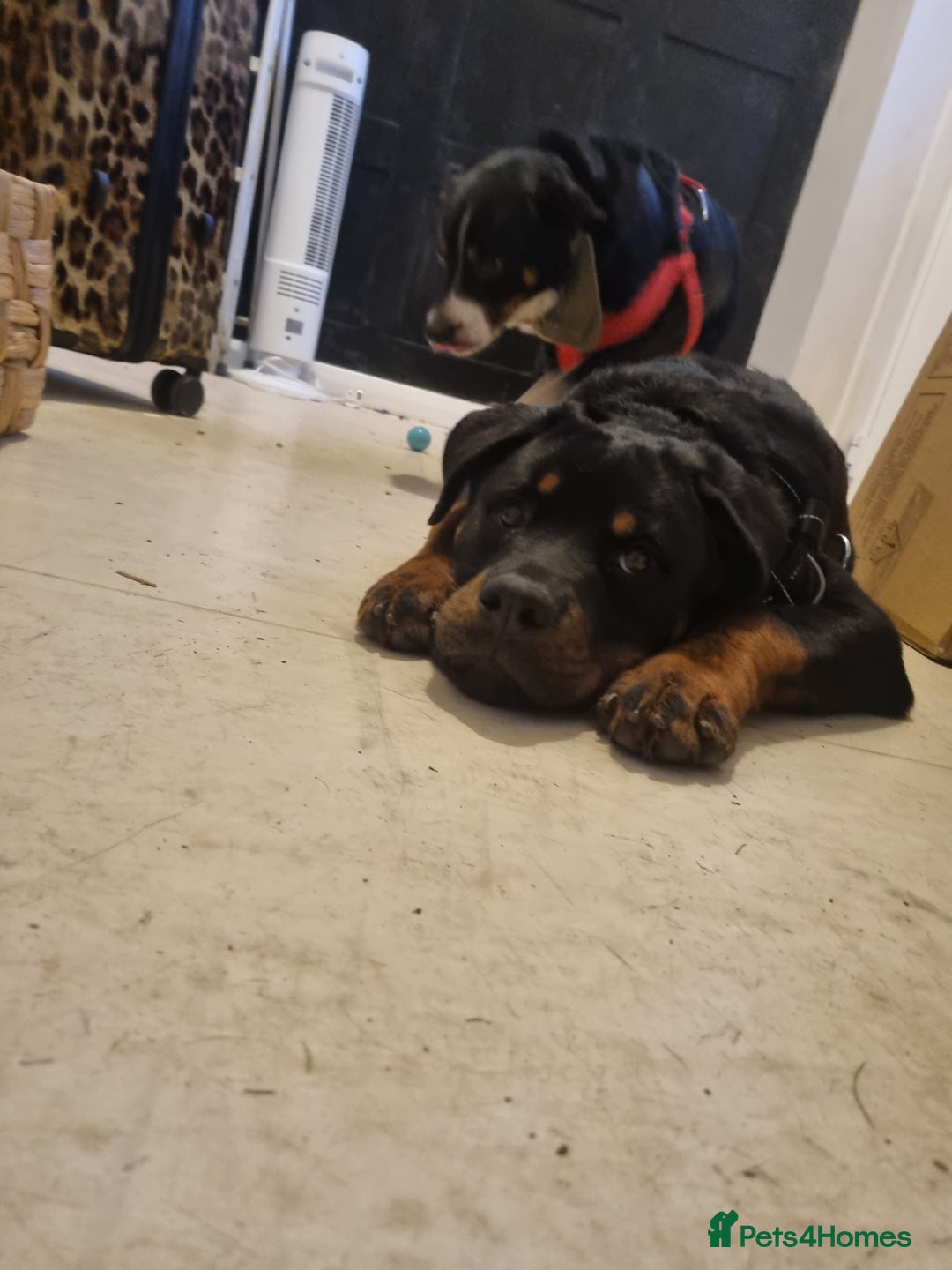 Rottweiler dogs for sale: 6 month old reluctant sale - Advert 4