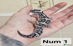 Leopard Gecko reptiles for sale: Blacknight macksnows and supersnows in tremper - Image 22