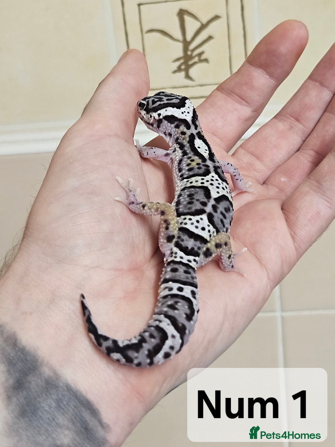 Leopard Gecko reptiles for sale: Blacknight macksnows and supersnows in tremper - Image 22