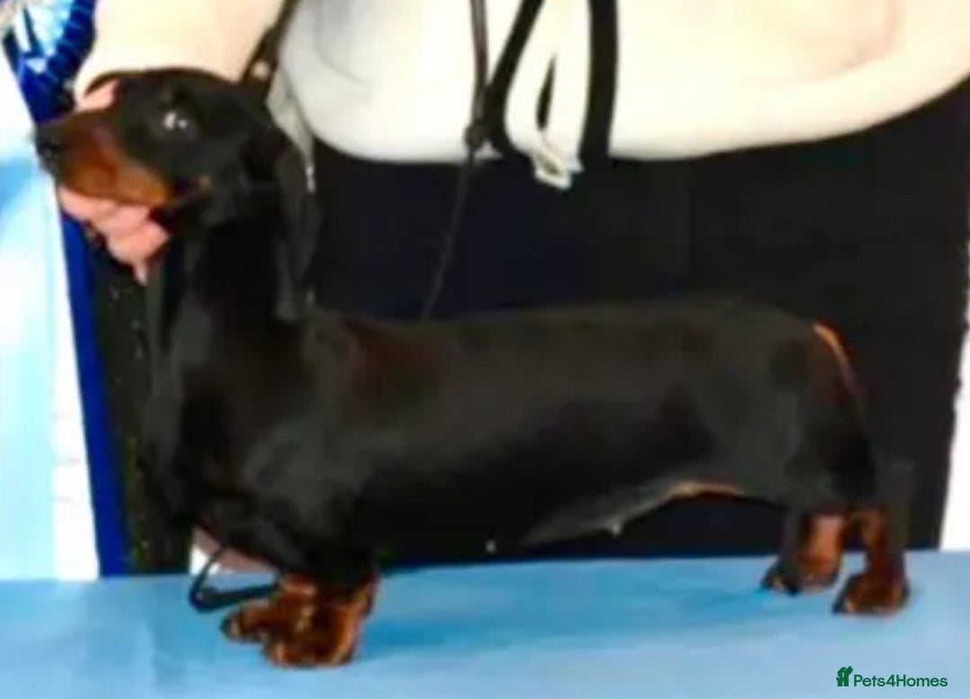 Miniature Dachshund dogs for sale: KC Reg Miniature Smooth Dachshund   - Advert 2