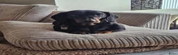 Dachshund dogs for sale: 4 year old spayed standard dachshund  - Advert 9