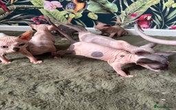 Sphynx cats for sale:  6 Beautiful Sphynx Kittens Ready Soon – 5★ - Image 29