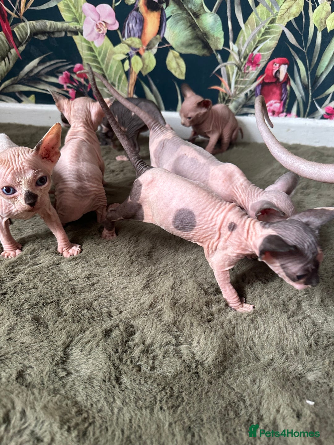 Sphynx cats for sale:  6 Beautiful Sphynx Kittens Ready Soon – 5★ - Image 29