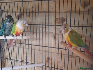 Conures birds - Advert 2