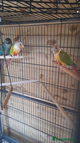 Conures birds for sale - Advert 2