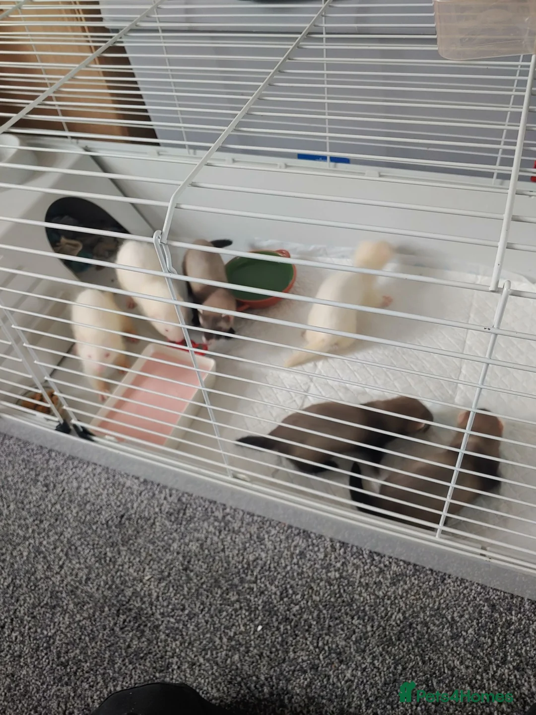 Ferret rodents for sale: Ferret kits for sale both jill and hobs 3 litters in Accrington - Advert 7