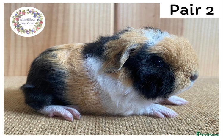 Guinea Pig rodents - Advert 8