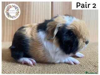 Guinea Pig rodents - Advert 11