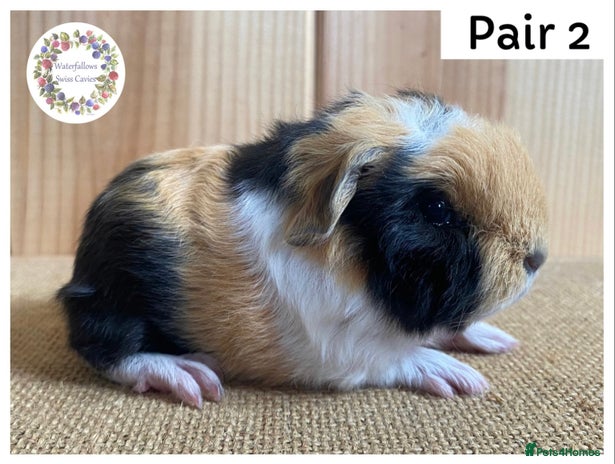 Guinea Pig rodents - Advert 4