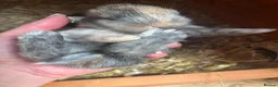 Mini Lop rabbits for sale: Mini Lop Babies - Ready to leave end of July  - Advert 3