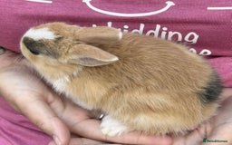 Netherland Dwarf rabbits for sale: Netherland dwarf Dutch  in Hemel Hempstead - Image 8