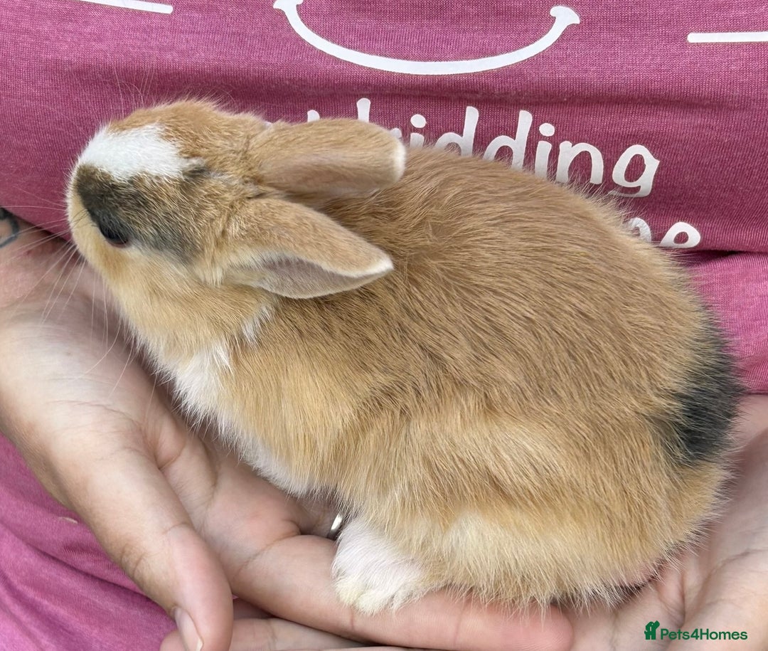 Netherland Dwarf rabbits for sale: Netherland dwarf Dutch  in Hemel Hempstead - Image 8