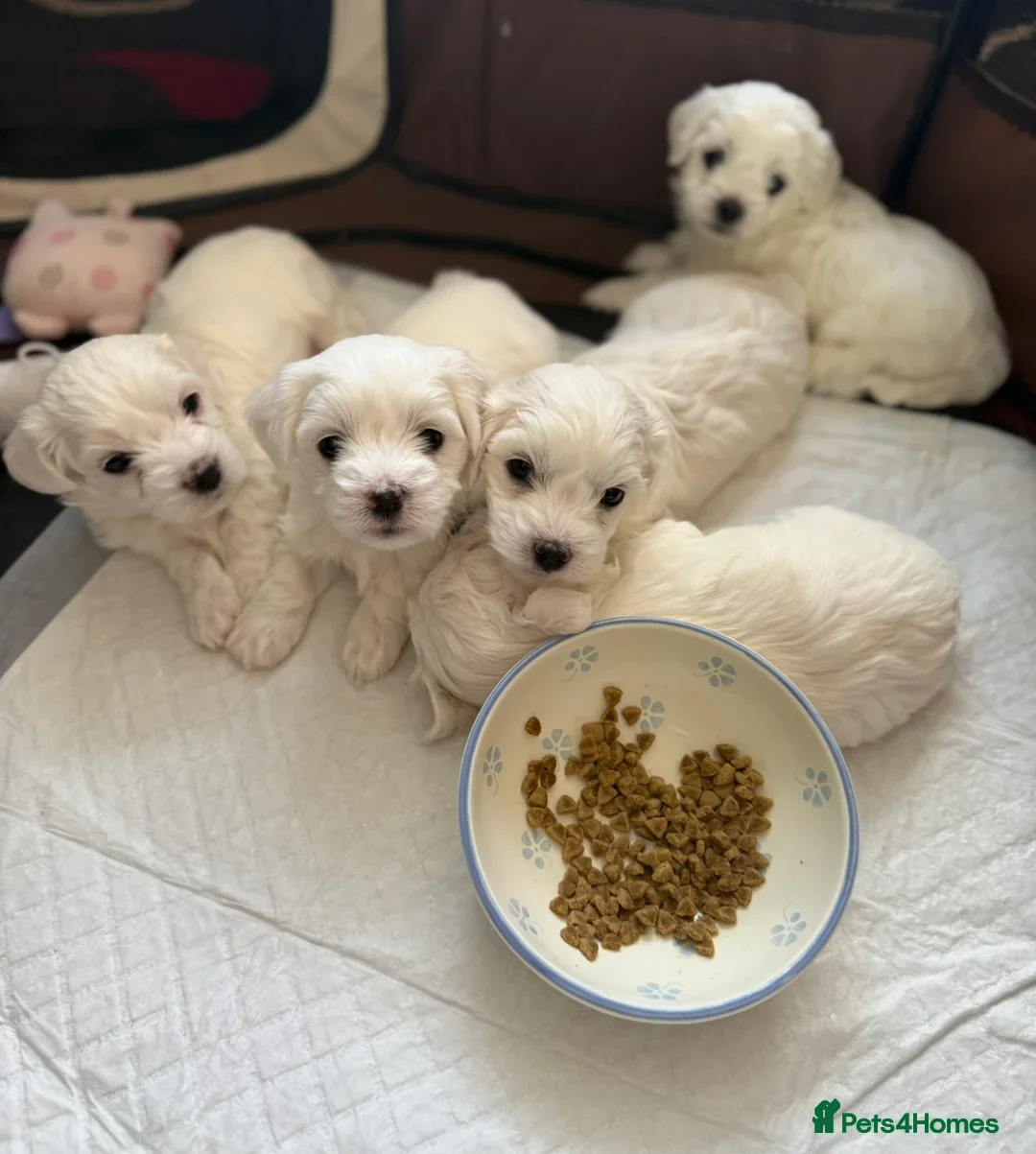 Maltese dogs for stud: Proven Full bred Maltese for stud (borehamwood) in Borehamwood - Advert 12