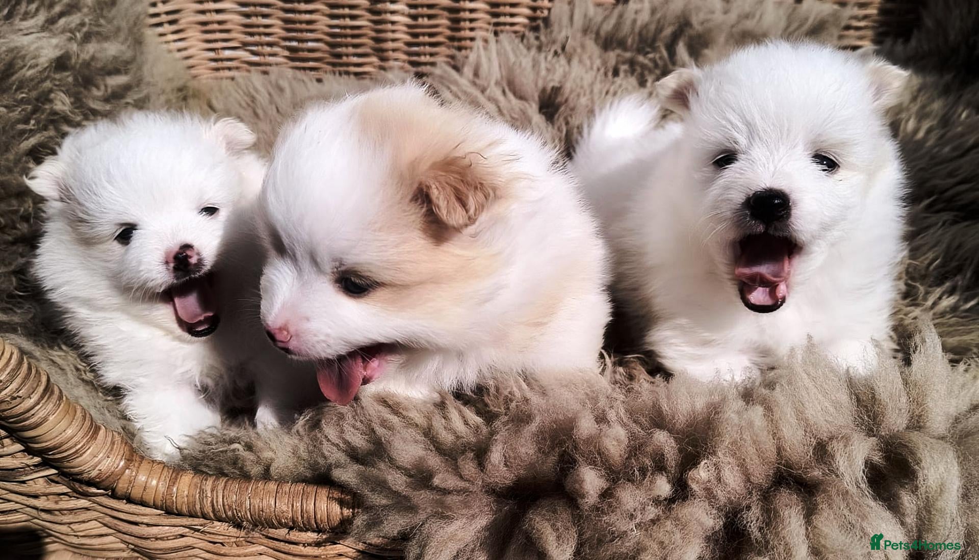 Pomeranian dogs Beautiful Pomeranian Puppies – Harrow - Advert 2
