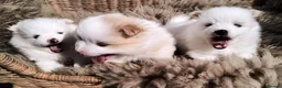 Pomeranian dogs for sale: Beautiful Pomeranian Puppies – Harrow in Harrow - Advert 13