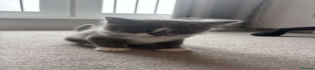 Mixed Breed Kitten 1
