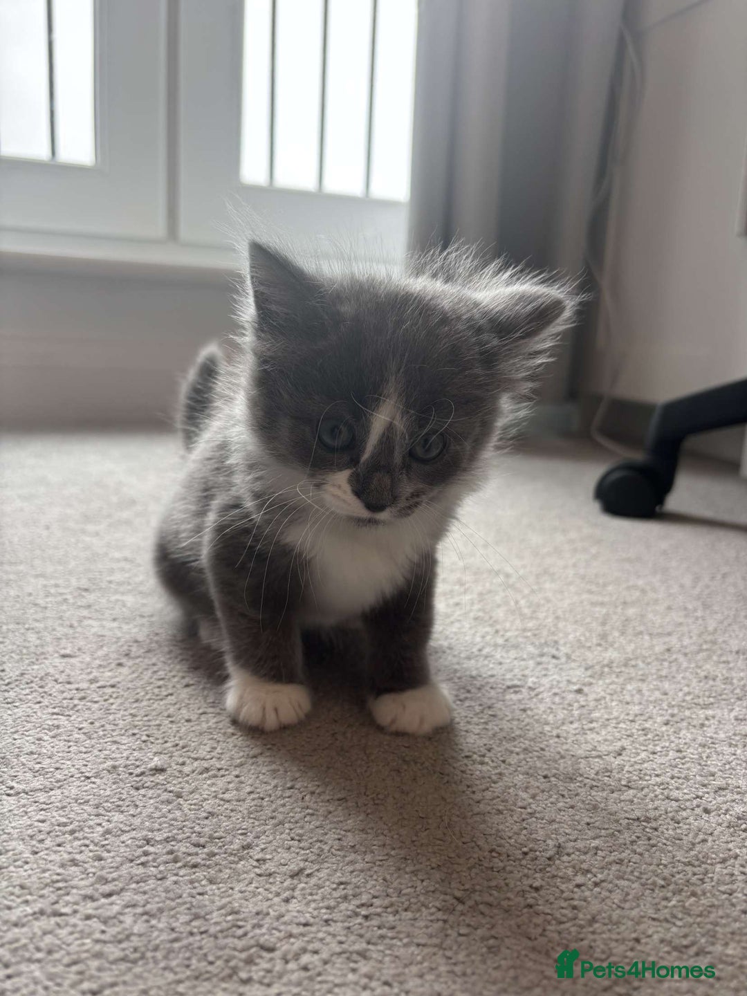 Mixed Breed cats for sale: female kitten for sale - Image 1