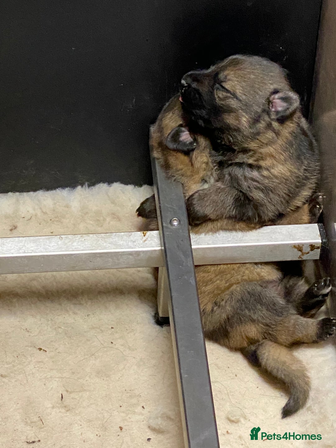 German Shepherd dogs for sale: 🐶 Outstanding Working line GSD puppies 🐶 - Image 5