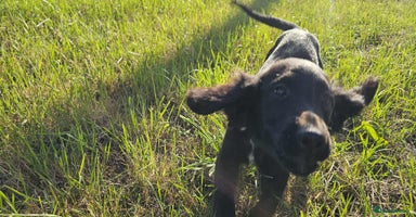 Mixed Breed dogs - Advert 10