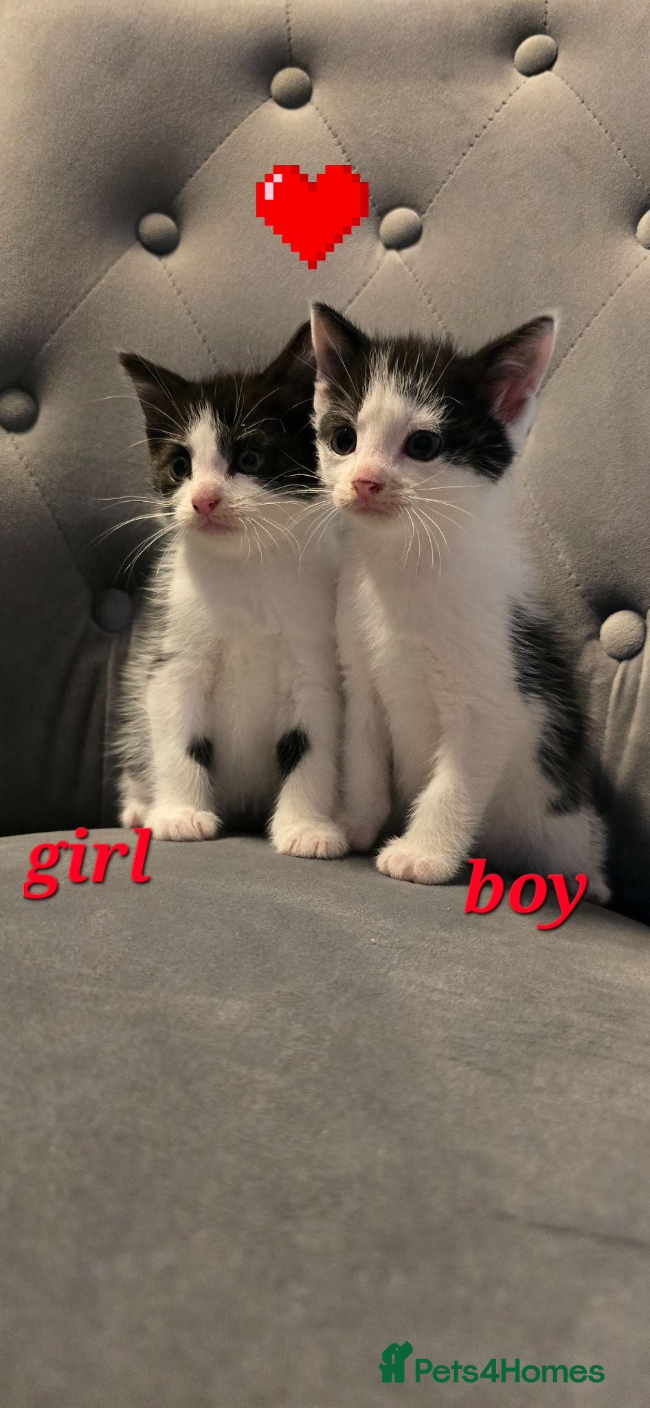 Mixed Breed cats Adorable Black&White Kittens Ready Soon - Advert 3