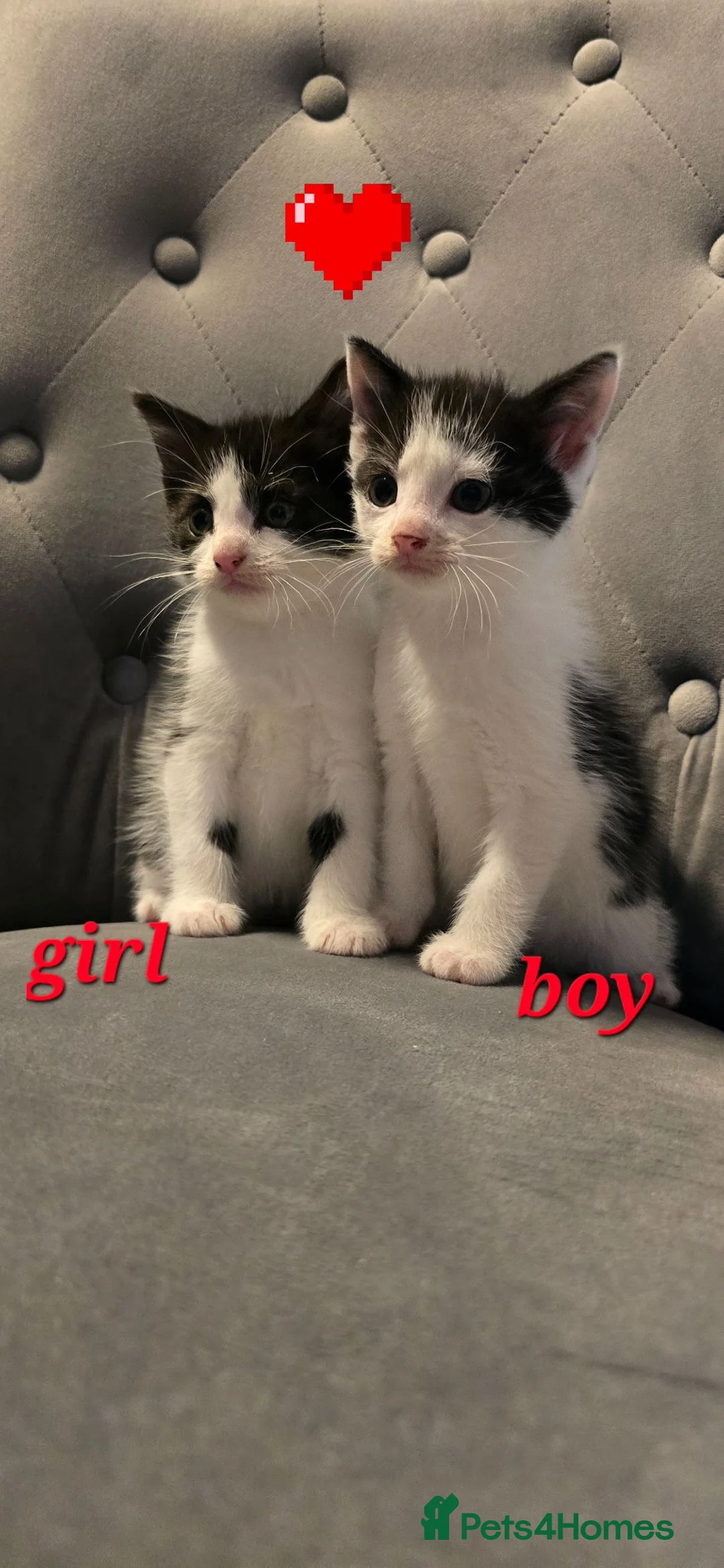 Mixed Breed cats for sale: Adorable Black&White Kittens Ready Soon - Advert 1
