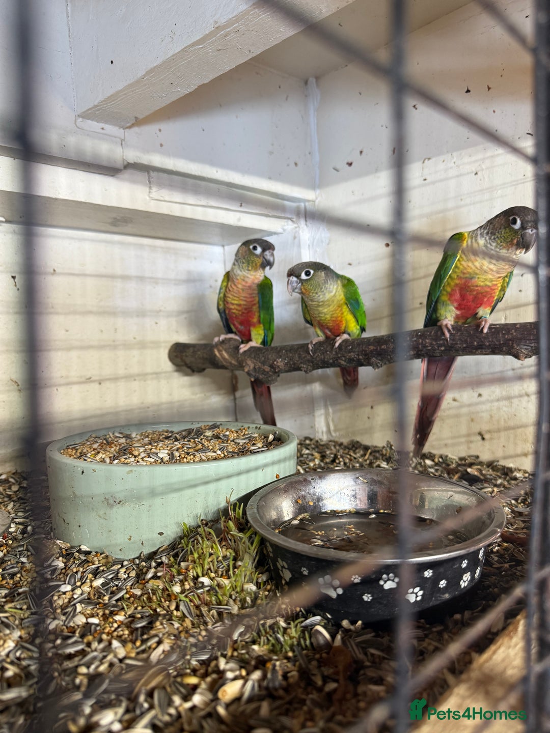 Conures birds for sale: Baby conures  - Image 3