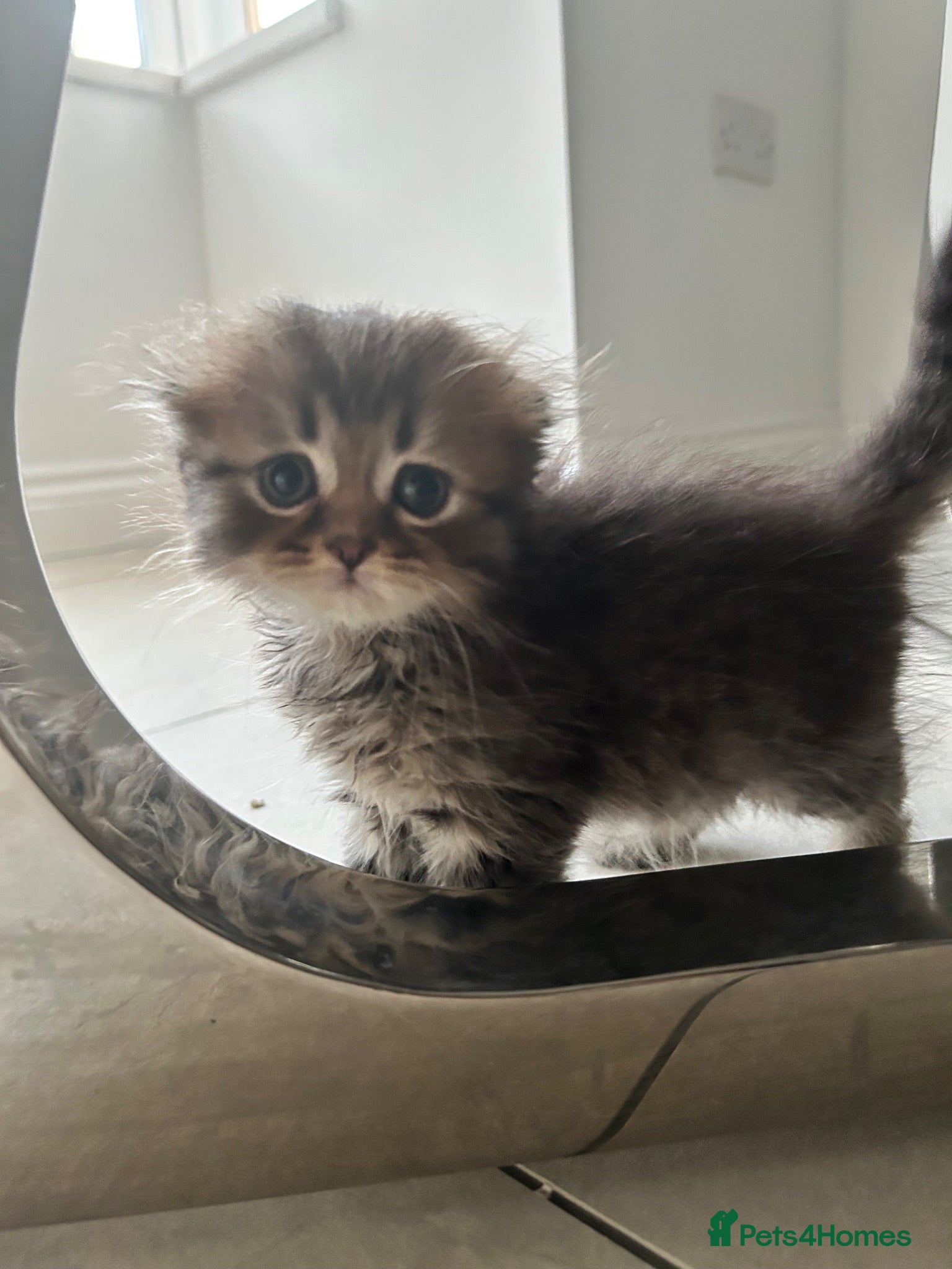 Scottish Fold cats Scottish Kittens Looking for Loving Homes - Advert 1