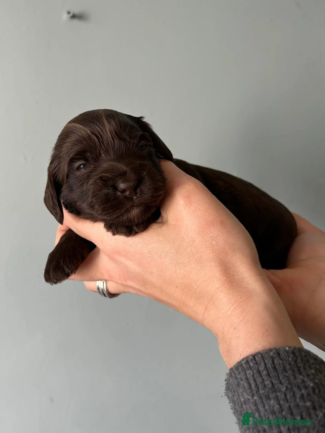 Cavapoo dogs for sale: Cavapoo puppies  - Advert 1