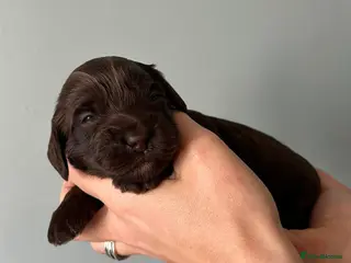 Cavapoo dogs Cavapoo puppies - Advert 14