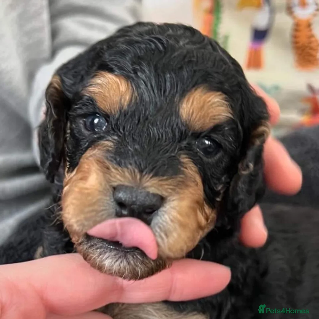 Cockapoo dogs for stud: Red Sable - Carrys Tan/Phantom, Parti & Chocolate in Eastleigh - Advert 16