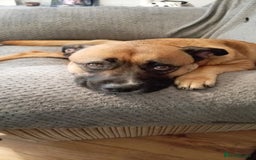 Mixed Breed dogs for sale: Beautiful German Shepherd cross puppies  - Advert 1