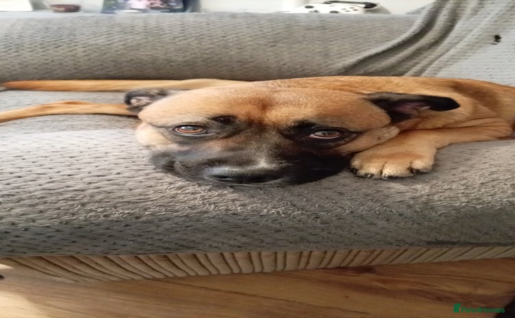 Mixed Breed dogs Beautiful German Shepherd cross puppies  - Advert 3