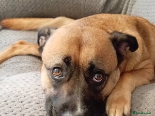 Mixed Breed dogs Beautiful German Shepherd cross puppies - Advert 1