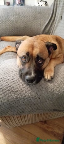 Mixed Breed dogs Beautiful German Shepherd cross puppies - Advert 1