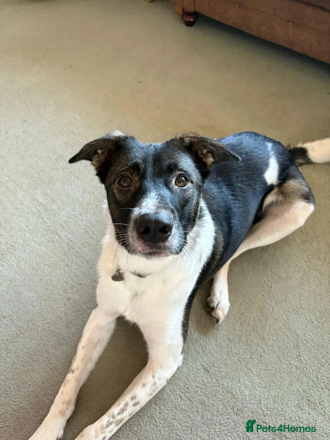 Mixed Breed dogs for adoption: ASTRO - Advert 16