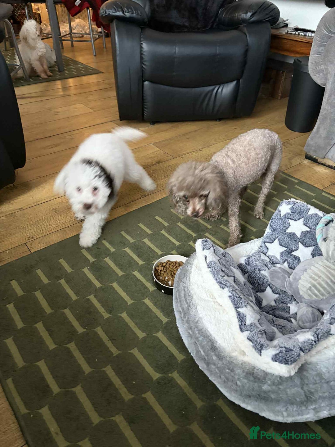 Toy Poodle dogs for sale: Beautiful dobby  - Advert 5