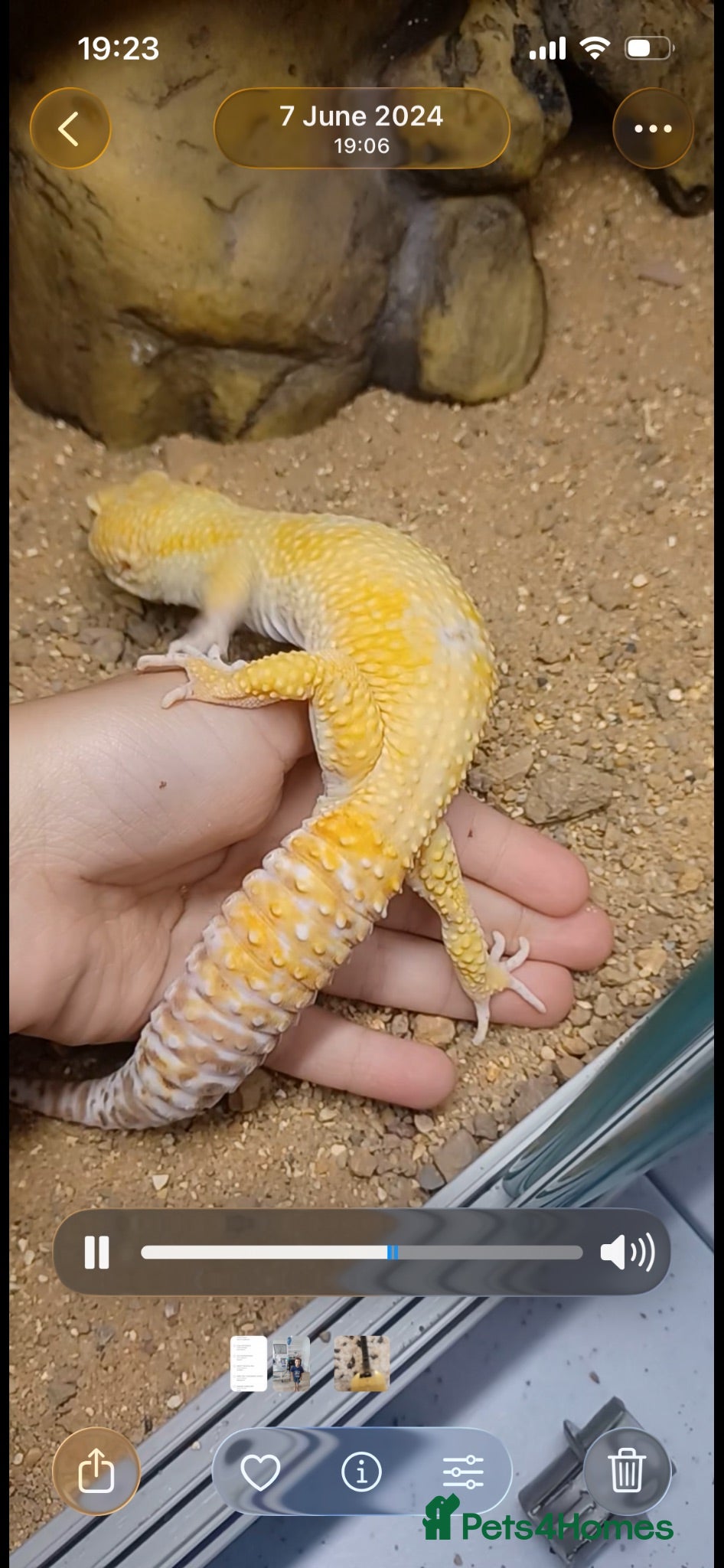 Leopard Gecko reptiles Leopard gecko and full setup - Advert 1