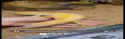 Leopard Gecko reptiles for sale: Leopard gecko and full setup - Advert 1