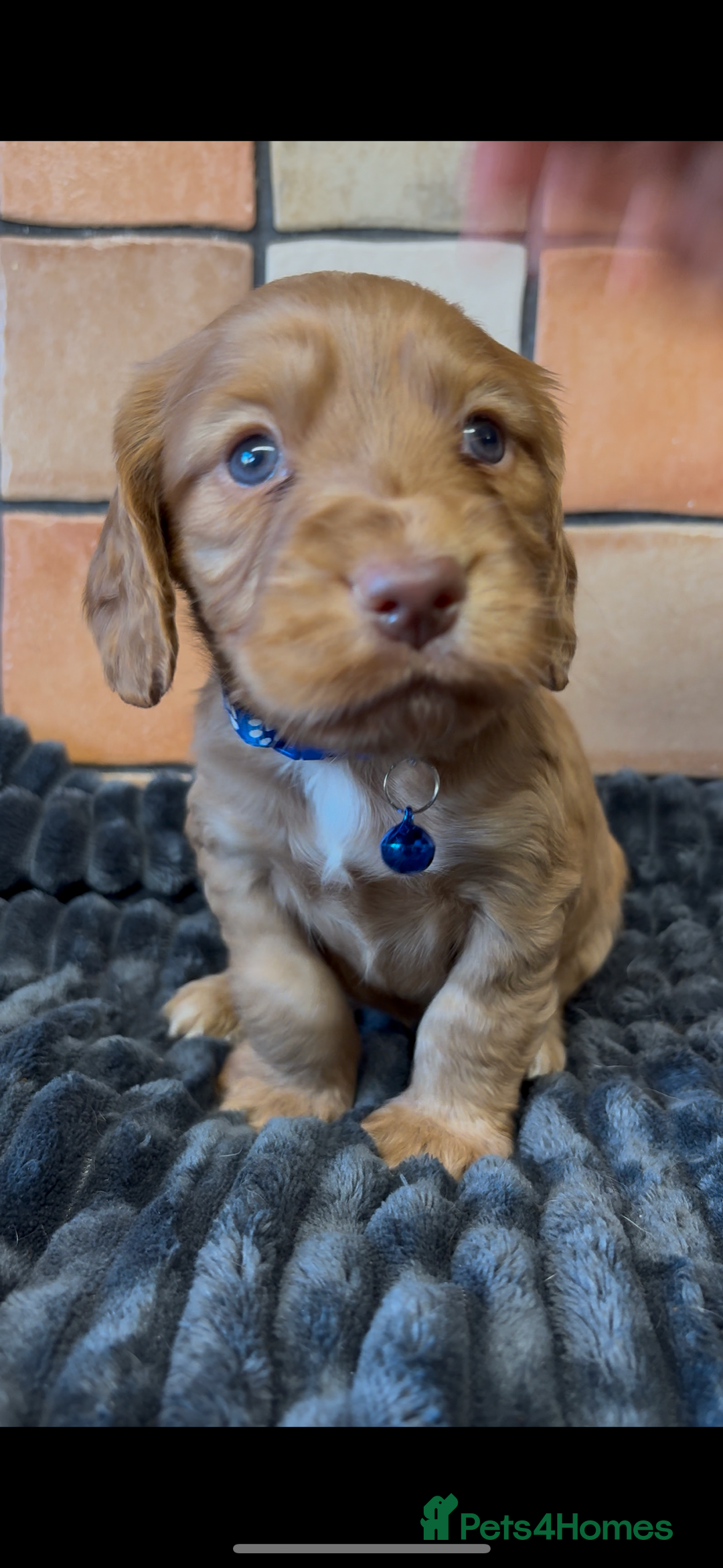 Cocker Spaniel dogs for sale: Golden Cocker spaniel puppies working bred  - Advert 23